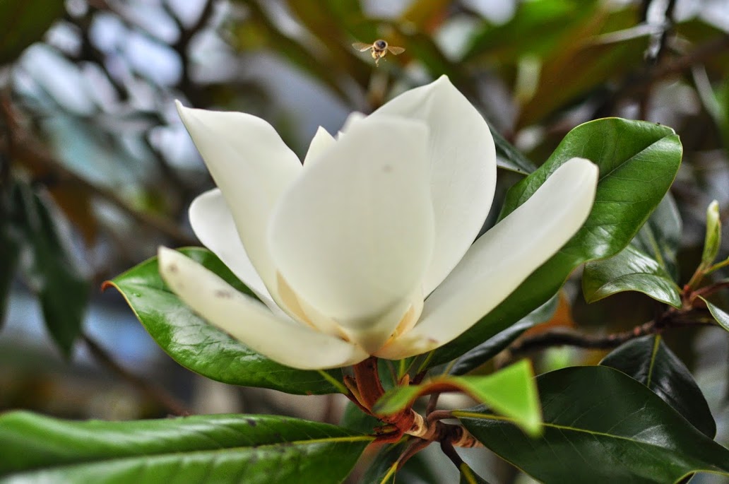 cây sen đất 05