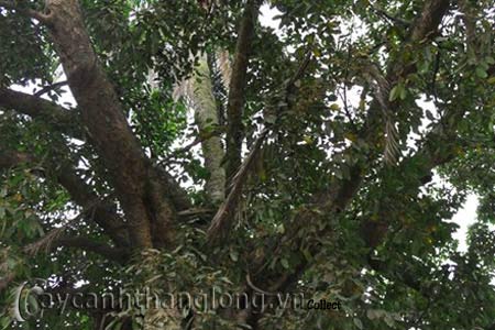 hoa lạ.vn - Kỳ lạ cây dừa mọc từ ngọn đa | hoala.vn