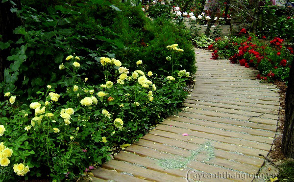 duong vien hoa hong 03