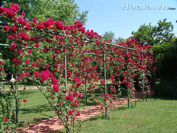 gian-hoa-hong-leo-7