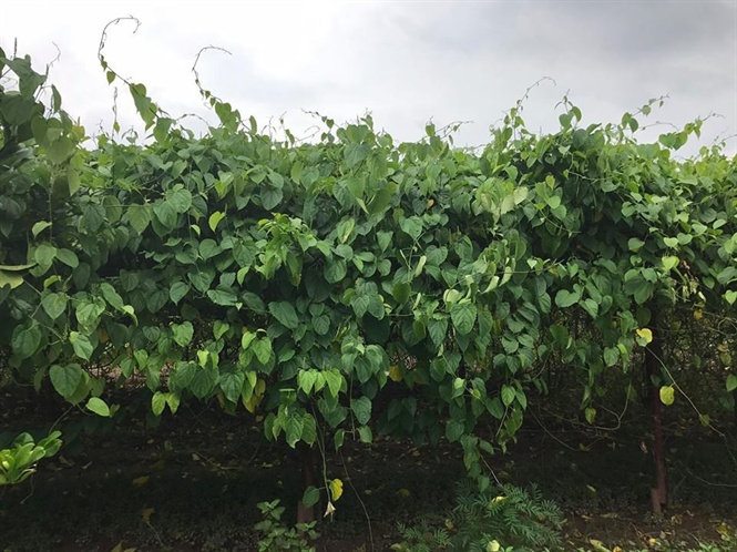 gian-sachi gian-sachi