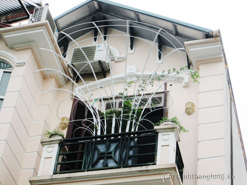 gian-vom-hoa-hong-leo-01