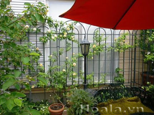 Những giàn hồng leo xinh đẹp | hoala.vn