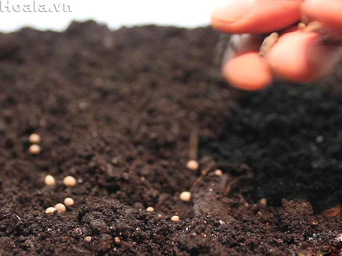 hat-giong-hoa-hong-leo-khong-len-cay hat giong hoa hong leo khong len cay