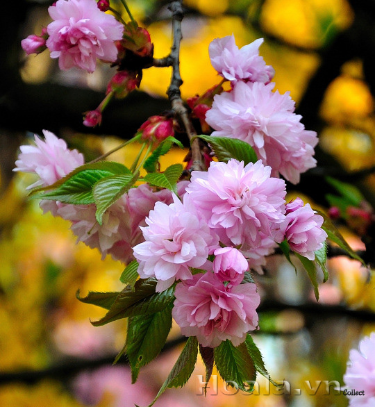 Hoa anh đào Nhật Bản cánh kép Yaezakura (Yae–Sakura) 05