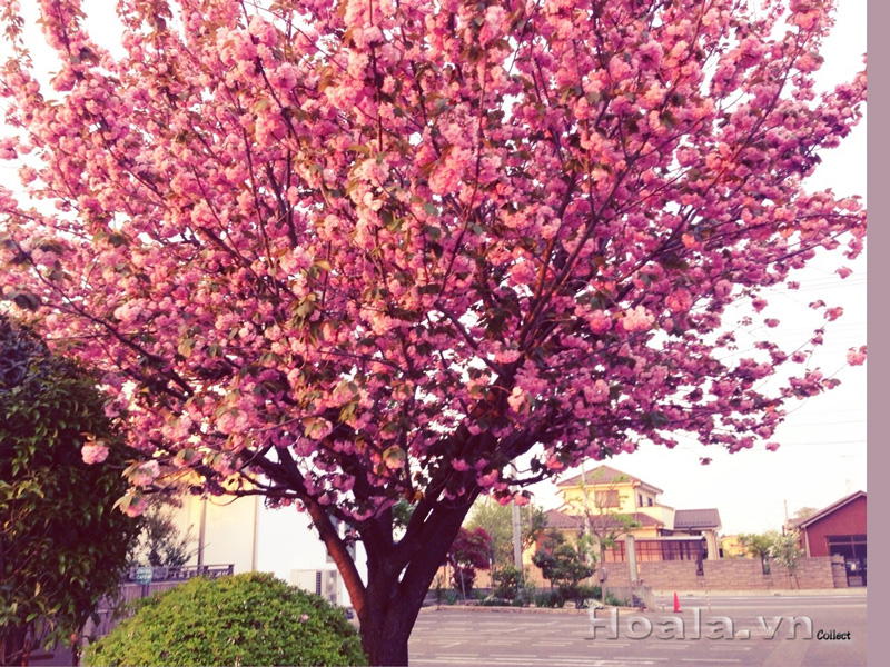 Hoa anh đào Nhật Bản cánh kép Yaezakura (Yae–Sakura) 04
