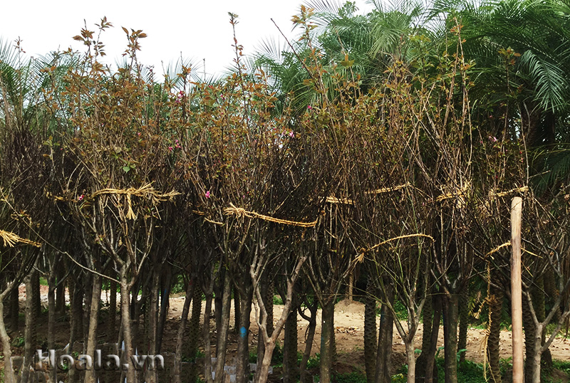 Cây hoa anh đào to với đường kính gốc lớn