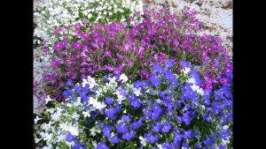 hoa cúc Lobelia