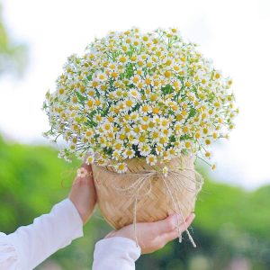 Hoa cúc họa mi