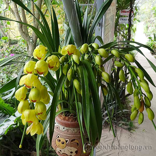 cây hoa địa lan vàng