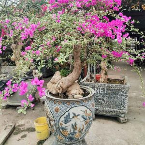 Một vài kinh nghiệm trồng hoa giấy 1 hoa giấy bonsai