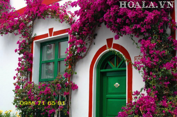 hoa-giay-dep-doc-dao