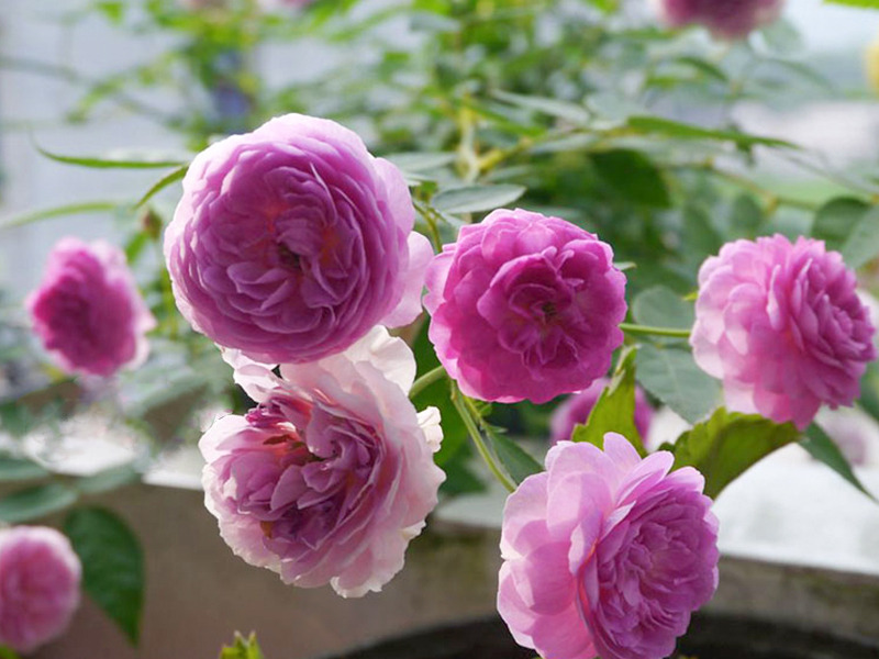 hoa-hong-aunt-margy-rose-2 hoa hong aunt margy rose 2