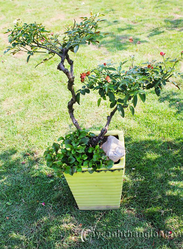 hoa hong bonsai 02
