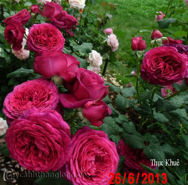 hoa-hong-leo1 hoa hong leo1