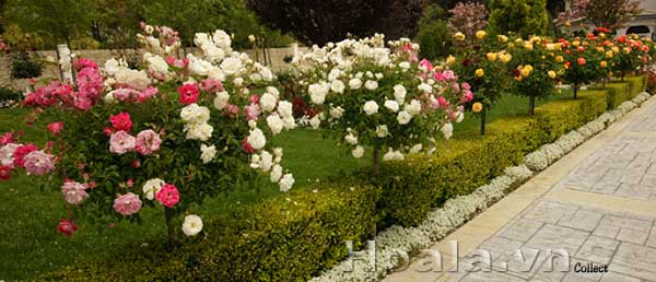 hoa-hong-tree-rose-1