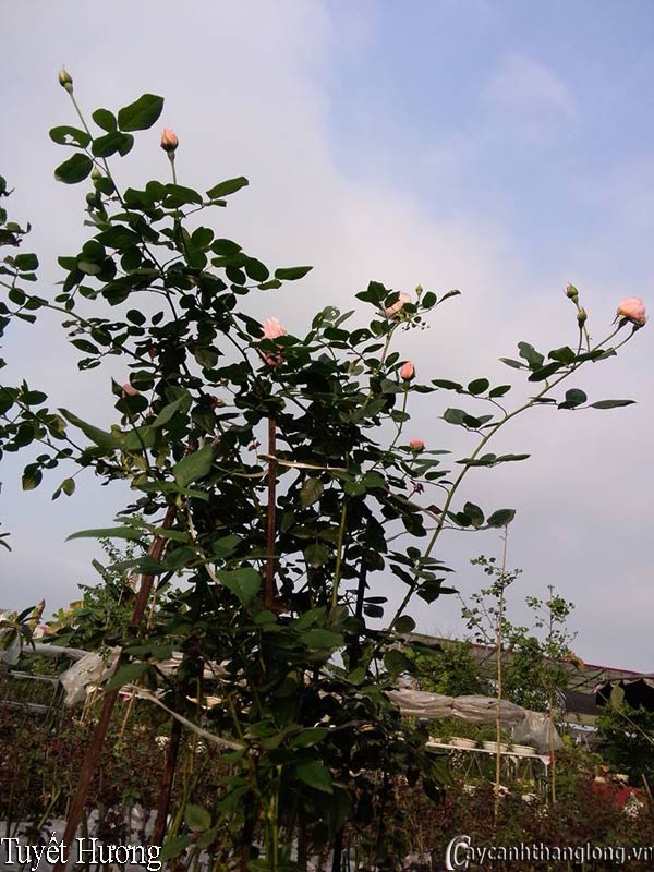 hoa hong tuyet huong 11