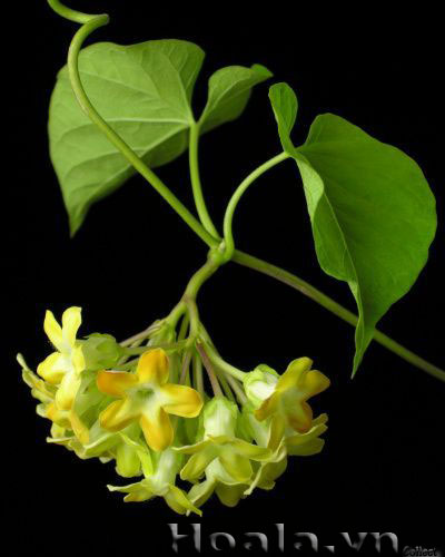 hoa leo hoa thien ly 05