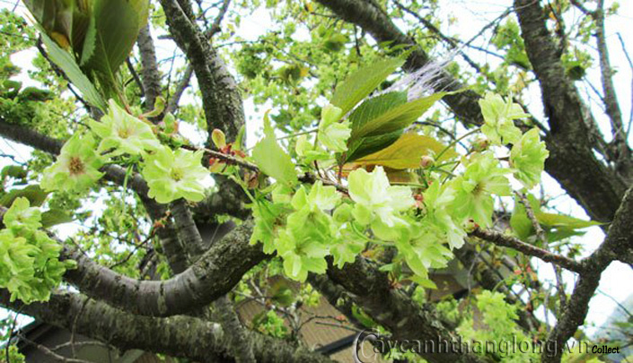 hoa anh dao mau xanh - hoa mau xanh 05