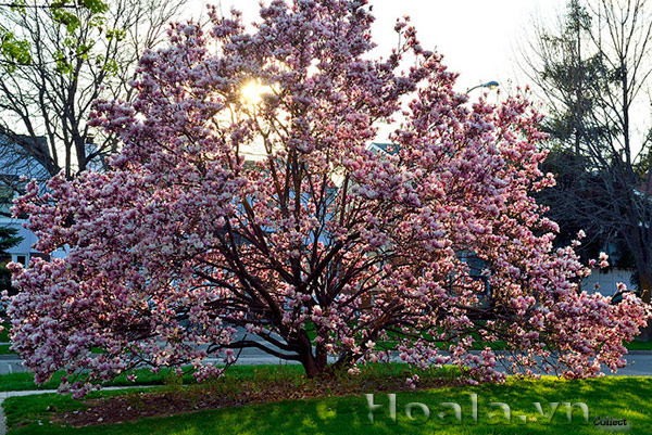 hoa moc lan 5