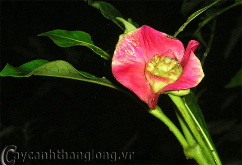 Những 'đôi môi đỏ chót' giữa rừng xanh - vuontrenmai.com.vn