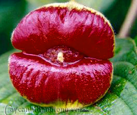 Những 'đôi môi đỏ chót' giữa rừng xanh - vuontrenmai.com.vn