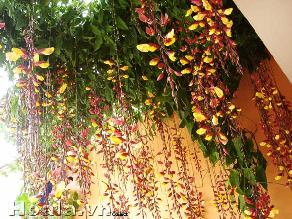 Hoa dây leo móng cọp xanh và hoa dây leo móng cọp vàng