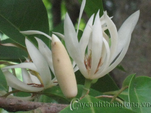 hoa-ng-c-lan2 Hoa ngọc lan và một vài điều lưu ý | hoala.vn
