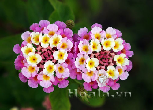 hoa-ngu-sac-10 Hoa Ngũ sắc rực rỡ sắc màu | hoala.vn