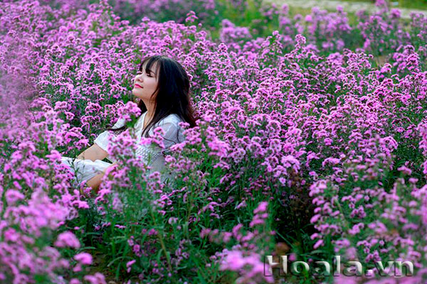 hoa-thach-thao-2