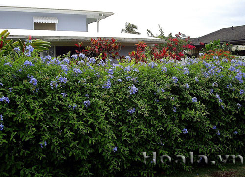 Hoa Thanh xà sắc xanh dịu mát | hoala.vn