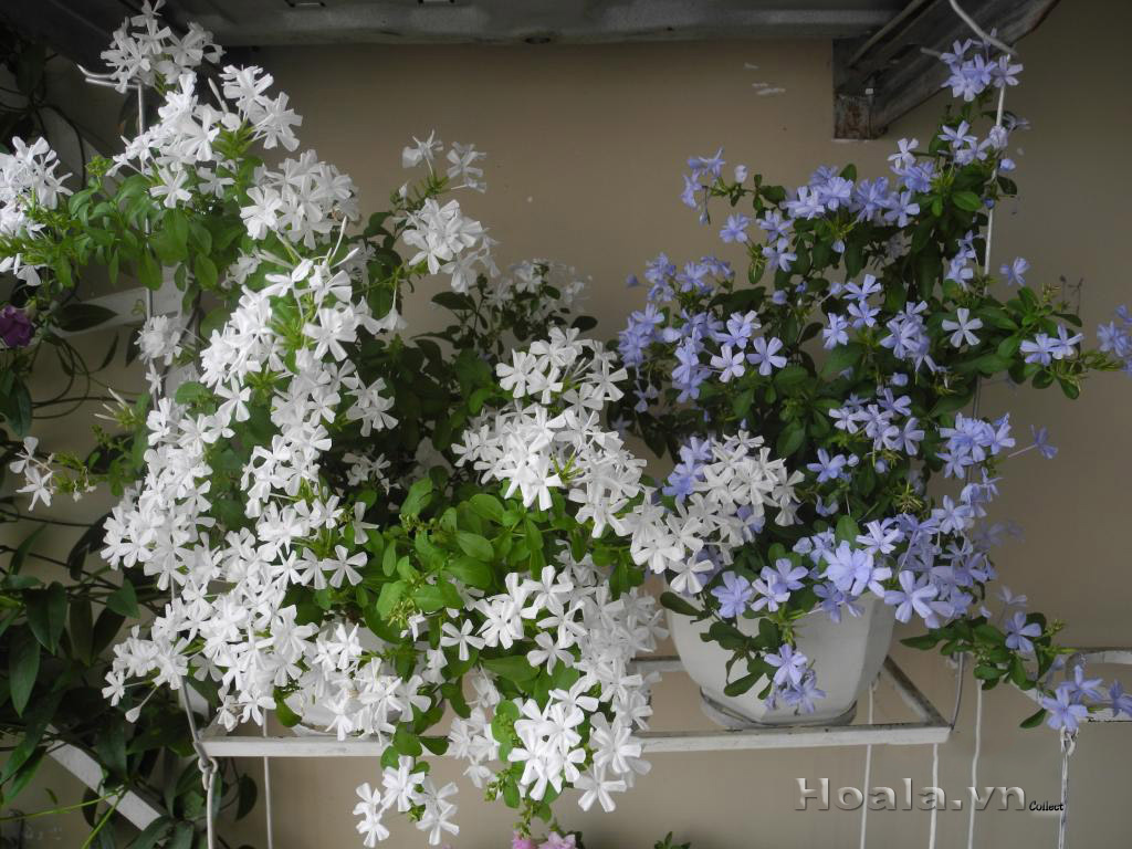 /hoa-thanh-xa---duoi-cong-xanh