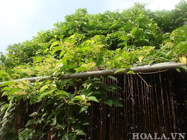 hoa-thien-ly-dep