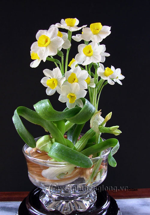 Cách chọn củ hoa, trồng và chăm sóc hoa Thủy tiên | hoala.vn