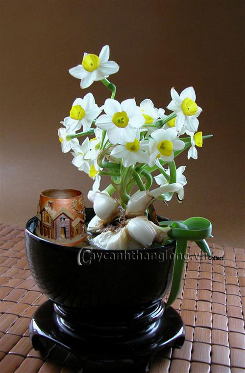 Cách chọn củ hoa, trồng và chăm sóc hoa Thủy tiên | hoala.vn