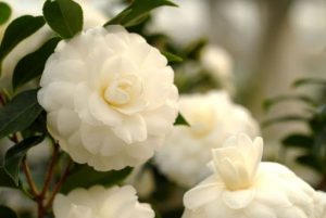 Kỹ thuật trồng hoa trà 9 hoa trà thơm camellia