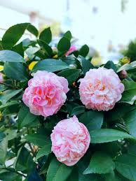 Kỹ thuật trồng hoa trà 12 hoa trà thơm trinidad camellia