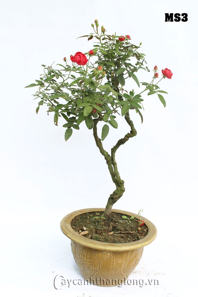 hoa hong bonsai 11