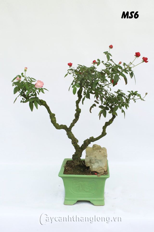 hoa hong bonsai 16