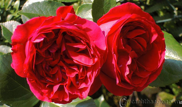 hoa hong david austin - hong mong vy - Red eden rose
