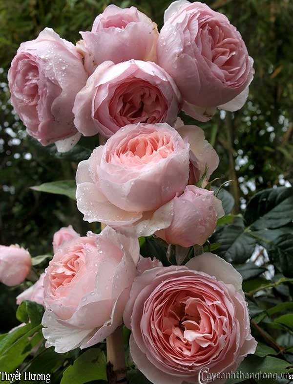 hoa hong David Austin -- Heritage Rose