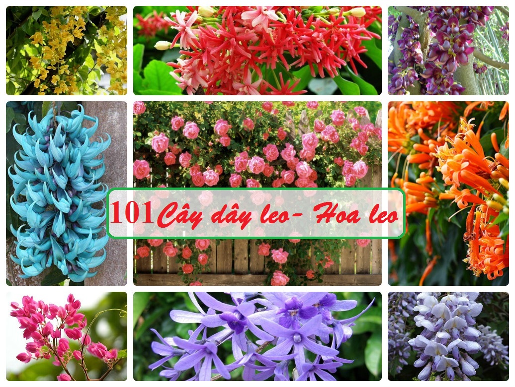 101 cây dây leo , hoa leo đẹp chống nắng mùa hè