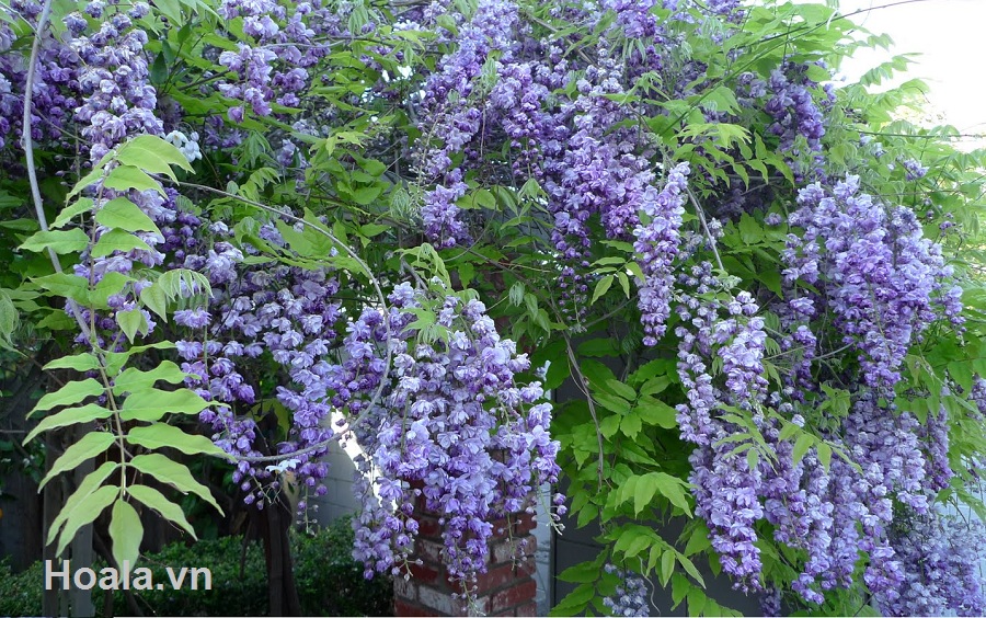 hoa20tu20dang205 Cây hoa tử đằng