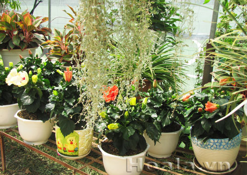 Chậu hoa quà tặng 20/10 và hoa 20/11 | hoala.vn