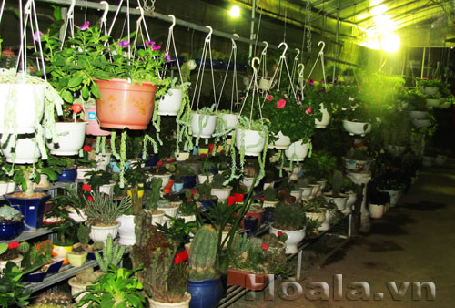 Chậu hoa quà tặng 20/10 và hoa 20/11 | hoala.vn
