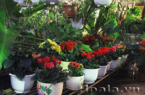 Chậu hoa quà tặng 20/10 và hoa 20/11 | hoala.vn