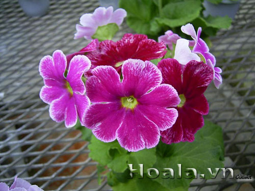 hoa_bao_xuan_8 | hoala.vn