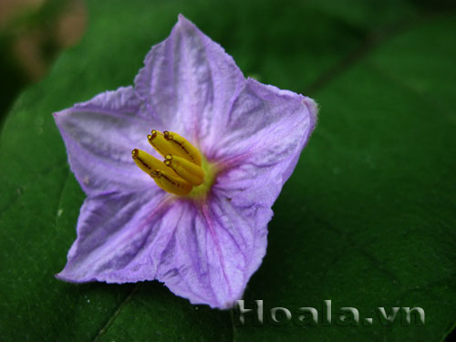 hoa_ca_10 Sắc tím hoa cà | hoala.vn