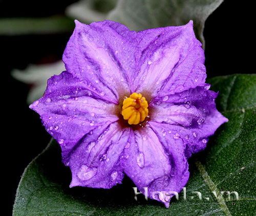 hoa_ca_11 Sắc tím hoa cà | hoala.vn