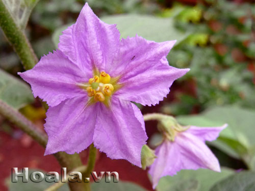hoa_ca_13 Sắc tím hoa cà | hoala.vn